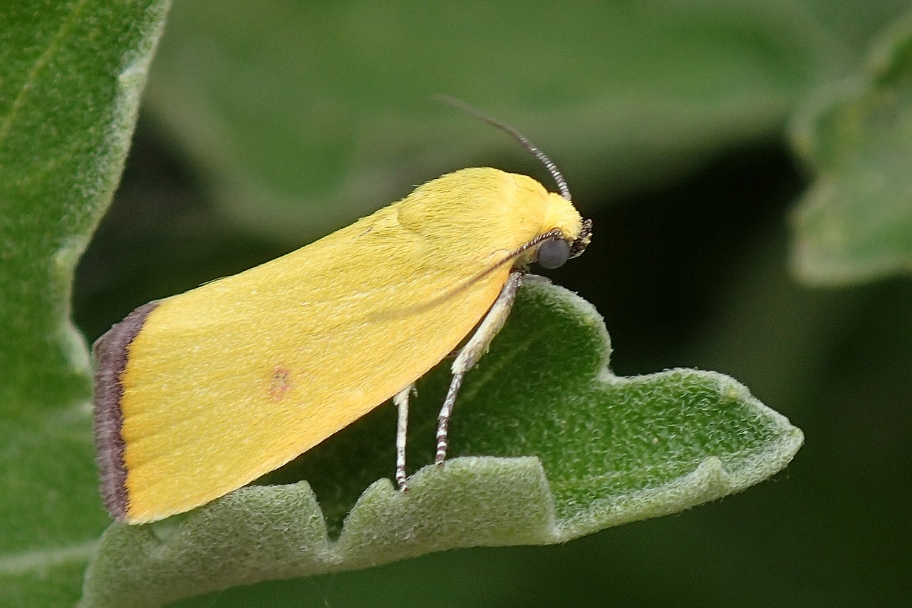 黄色い蛾 その3