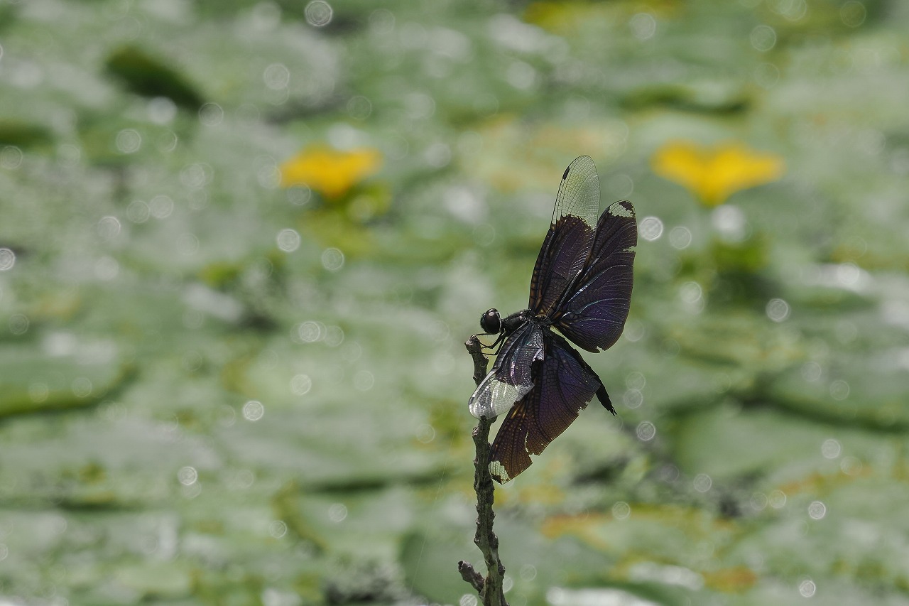 久しぶりに会えた虫たち 1