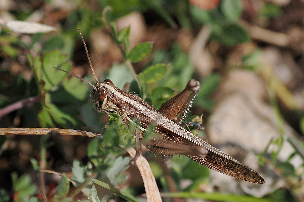 久しぶりに野に出ました。