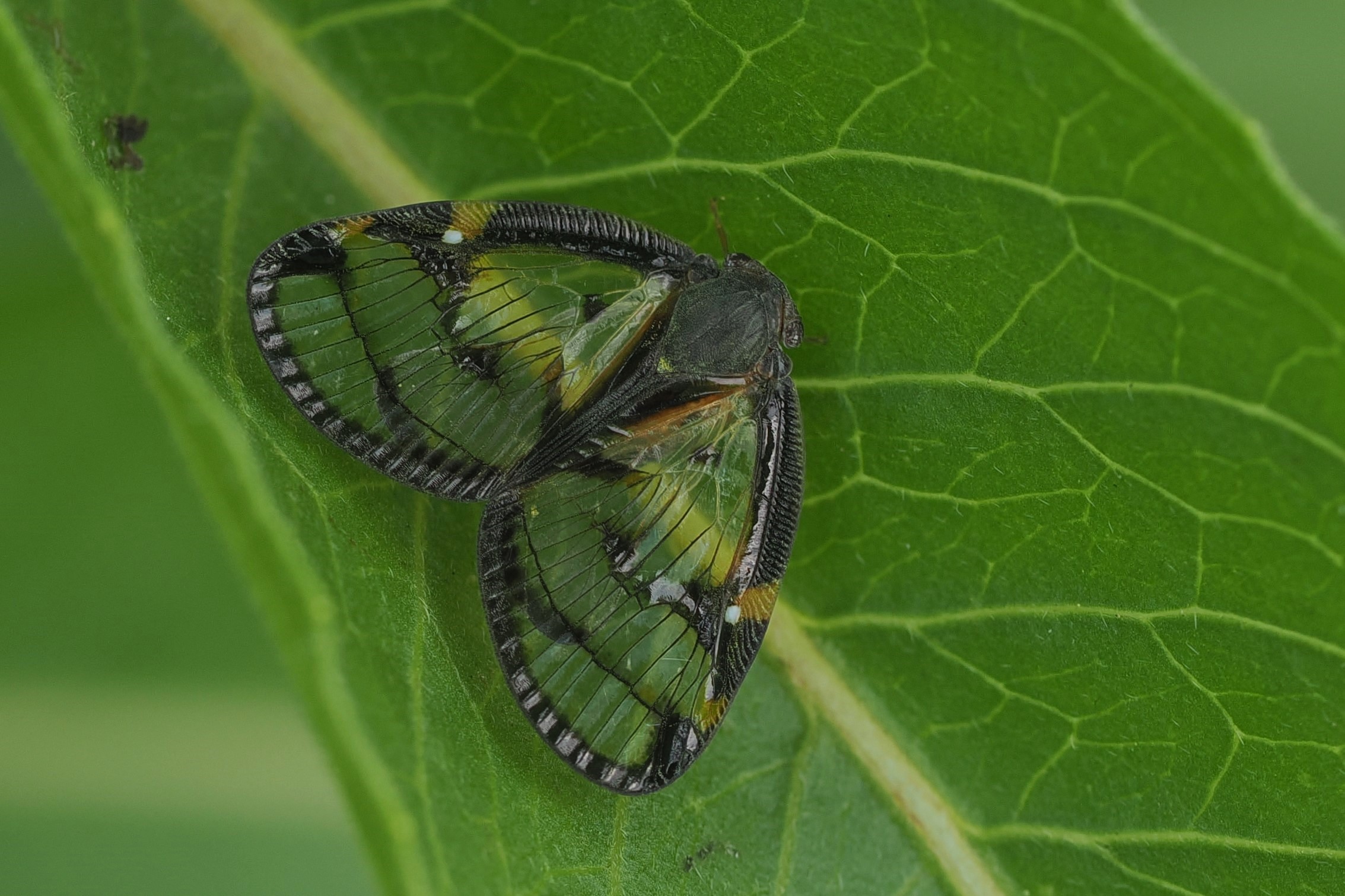 今年初めて見つけた虫たち 2