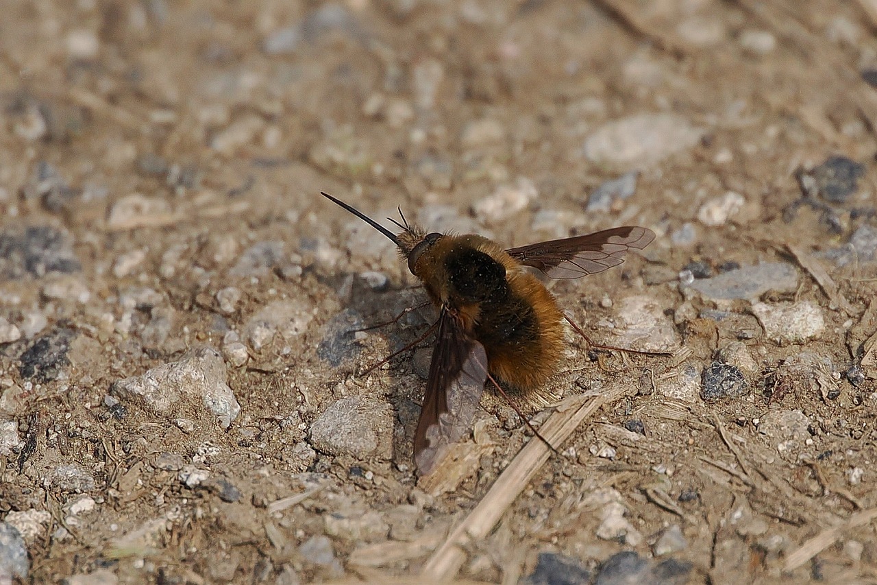 ビロウドツリアブ