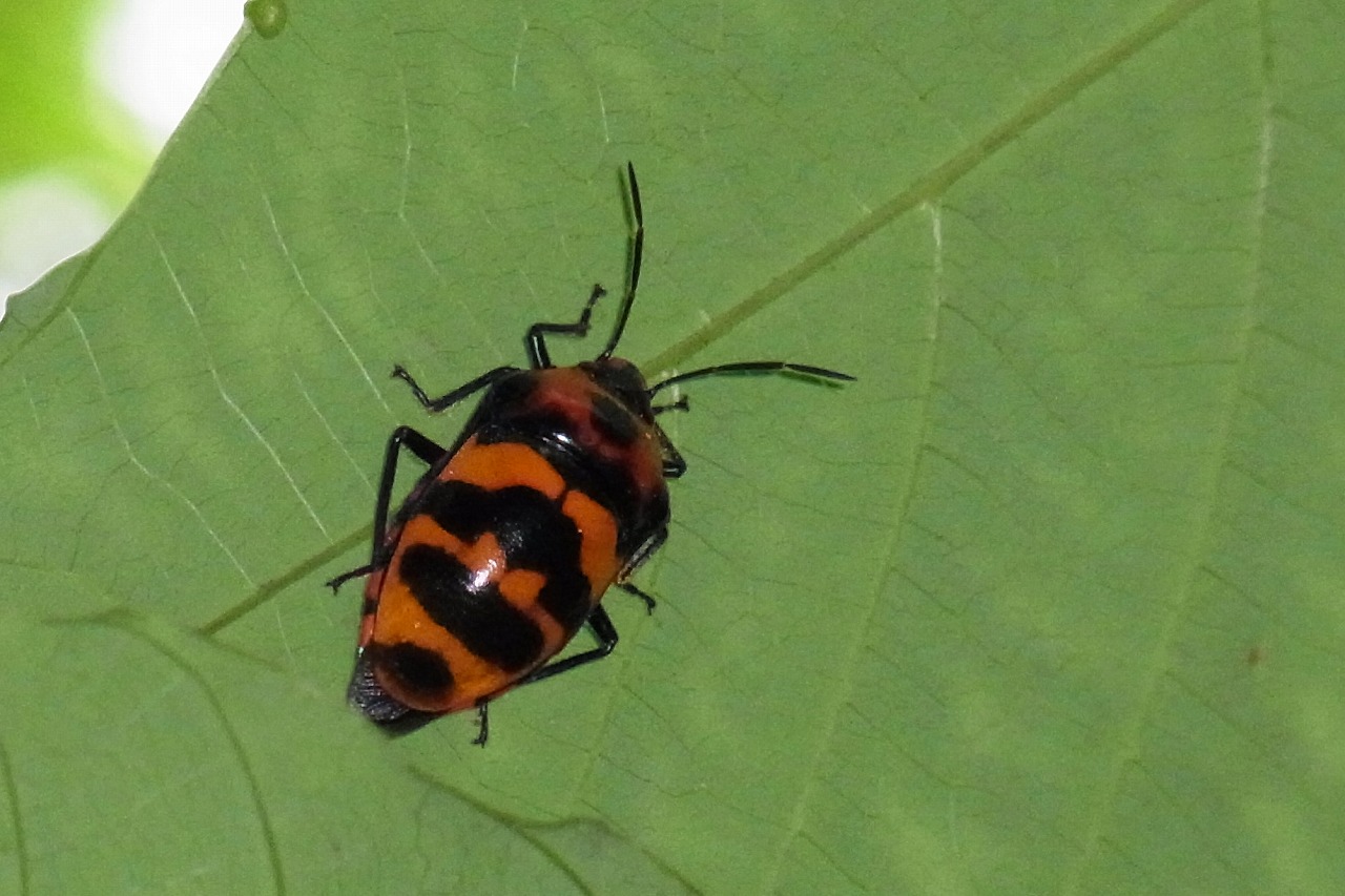 久しぶりに会えた虫たち その3