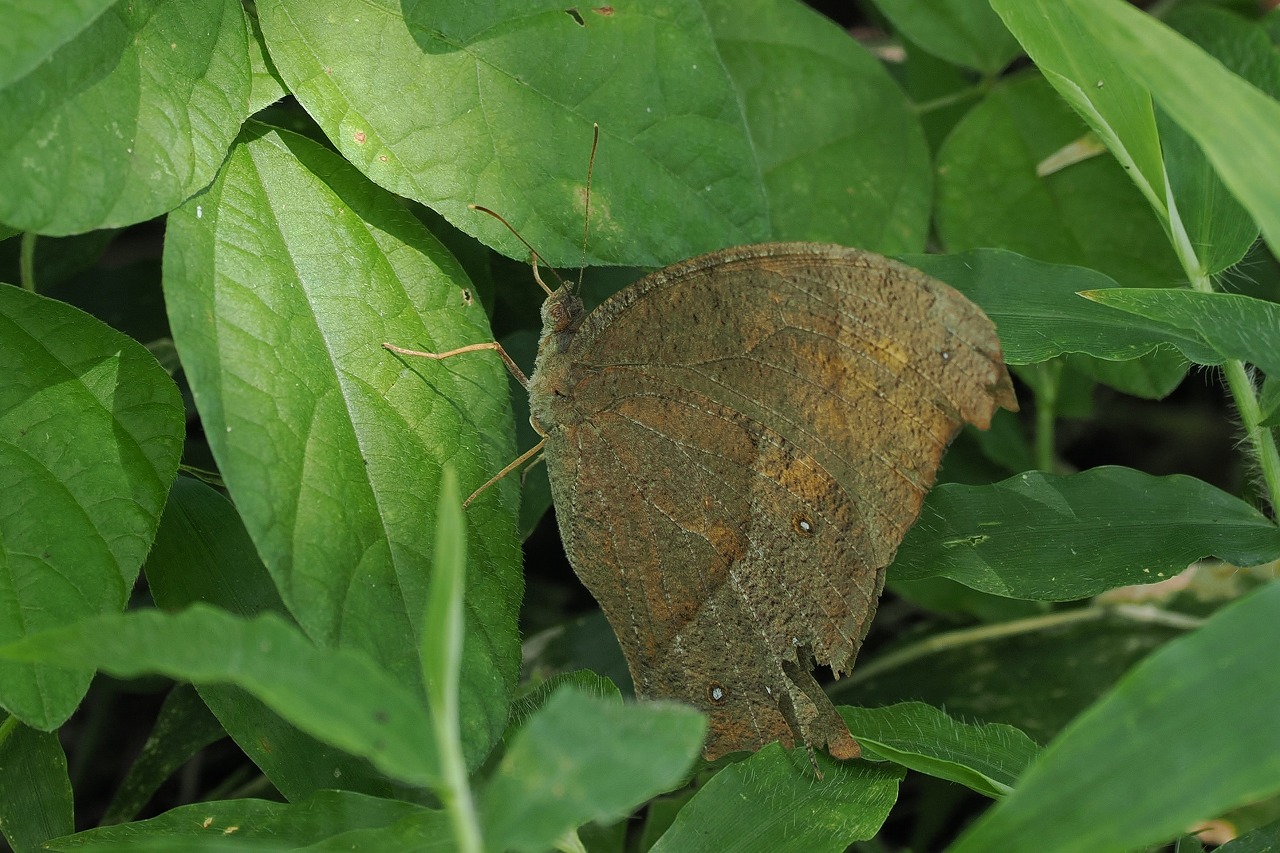 久しぶりに会えた虫たち その2