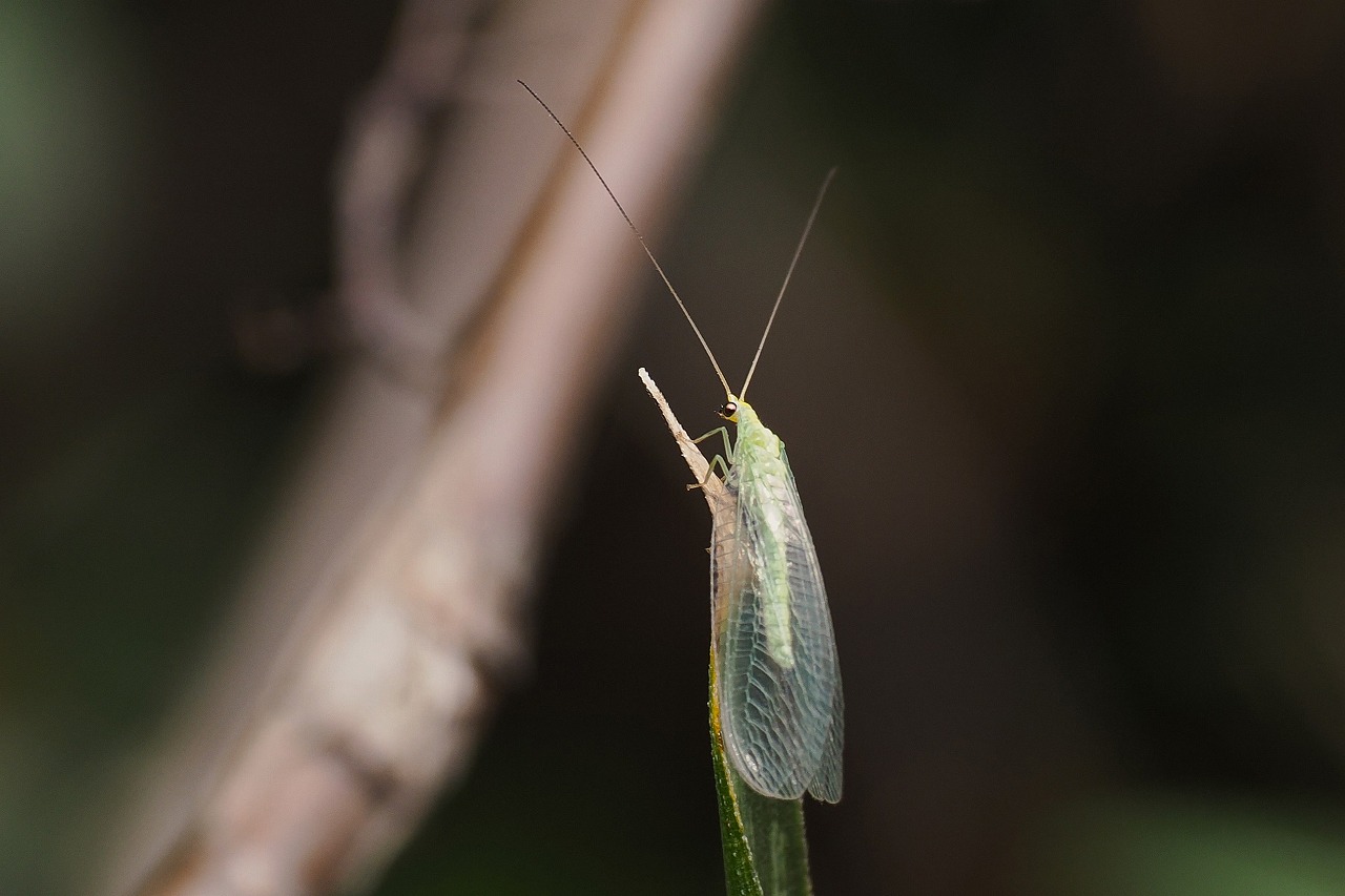冬、昆虫が見つからない時でもいてくれる虫その2