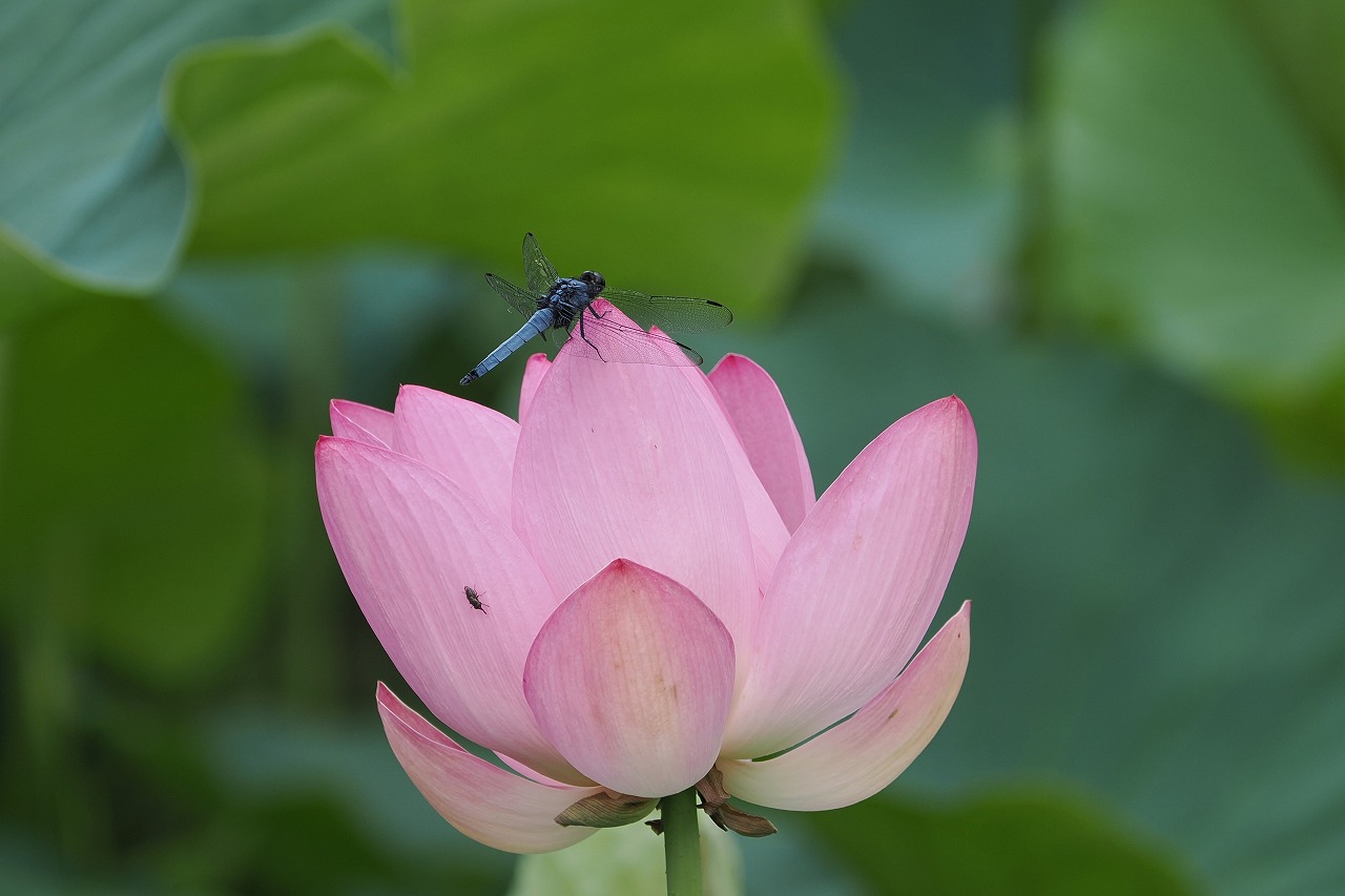 久しぶりの昆虫観察