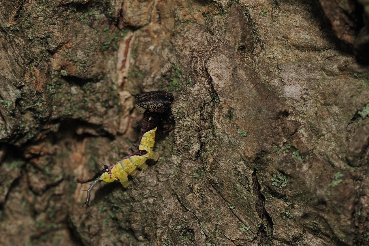 大きな頭の芋虫