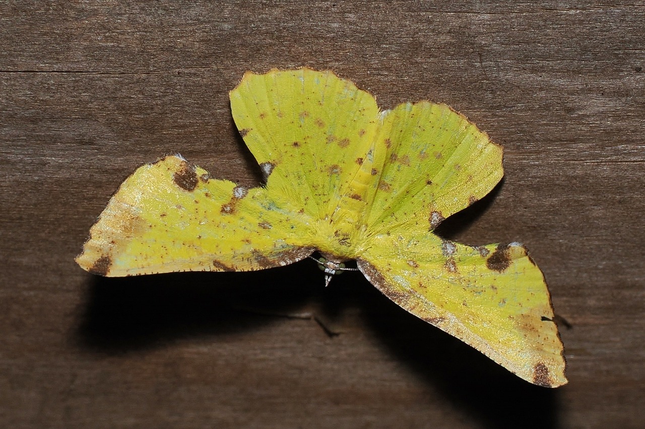黄色い蛾 その1 ヒメウコンエダシャク