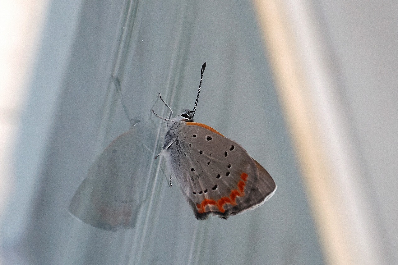 真冬のベニシジミ