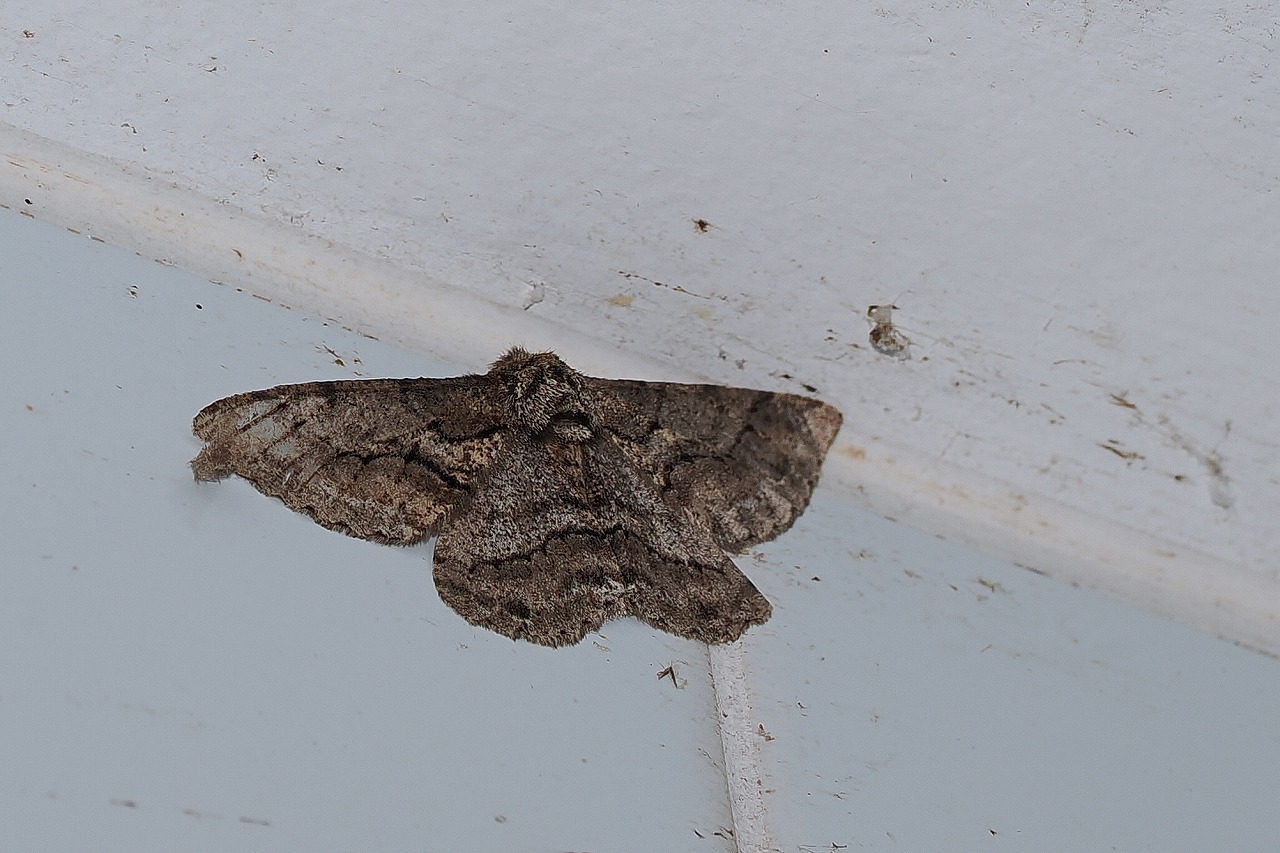 またもトイレへ