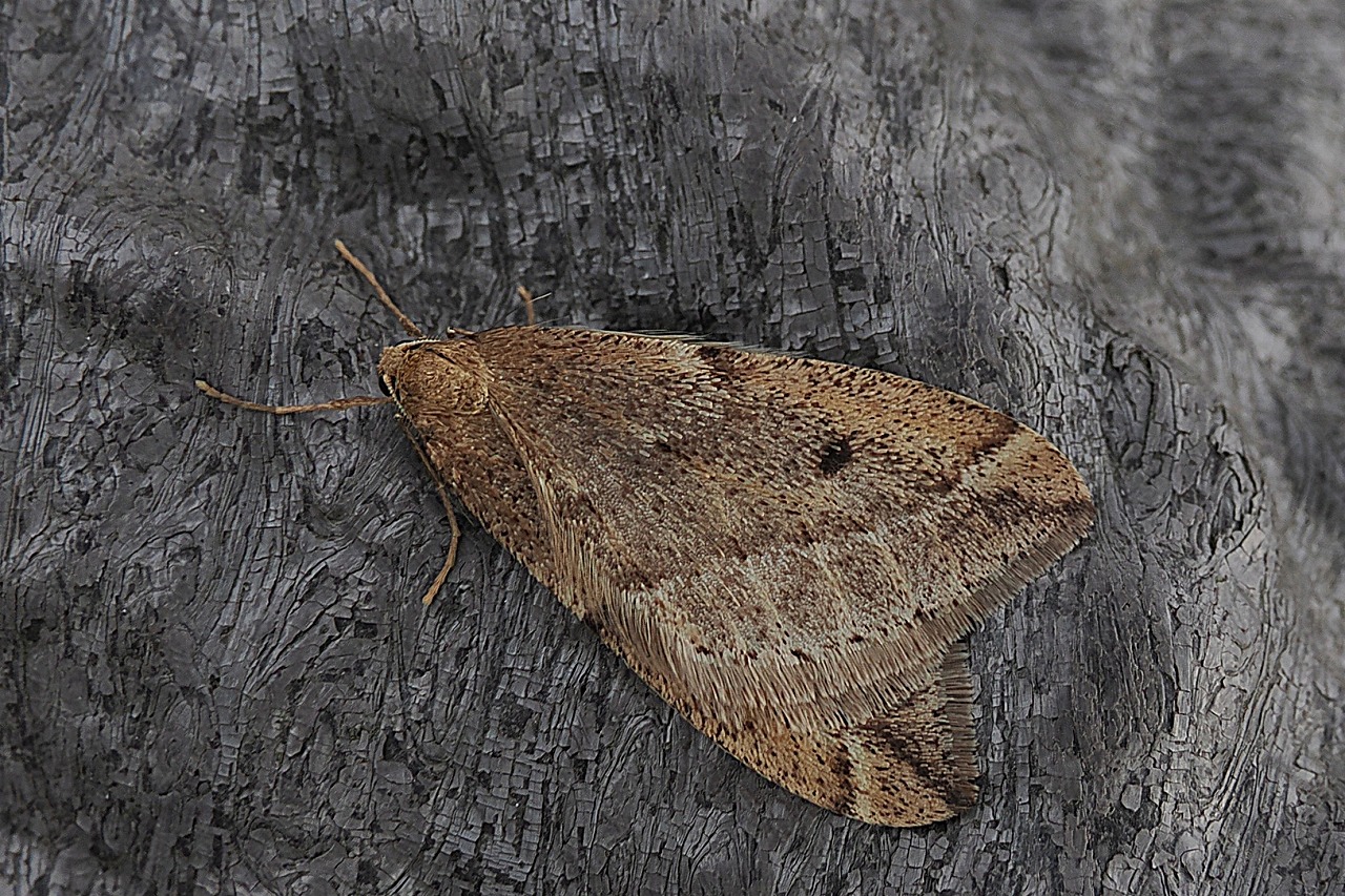 フユシャク亜科