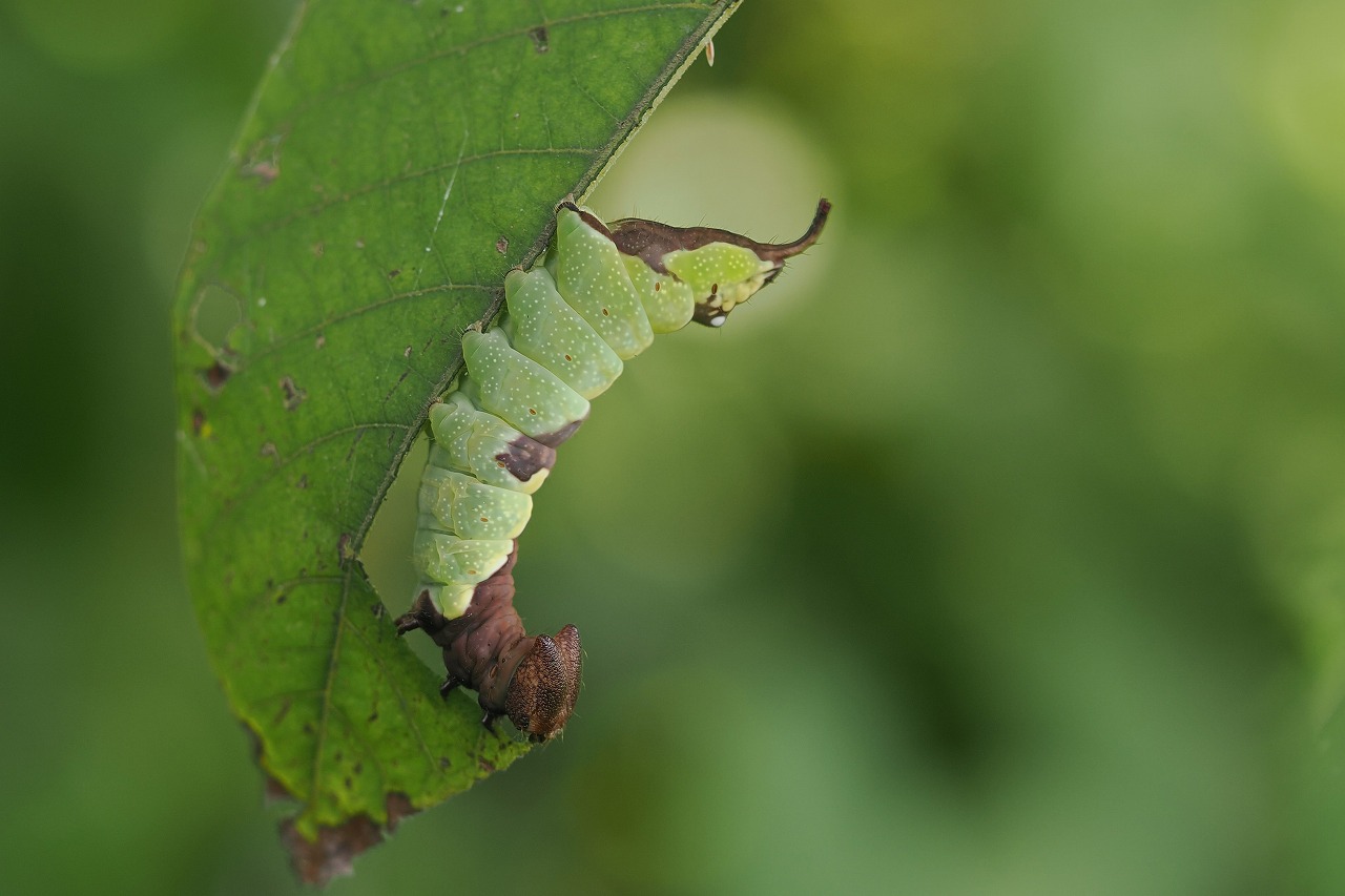 ムラサキシャチホコさがし