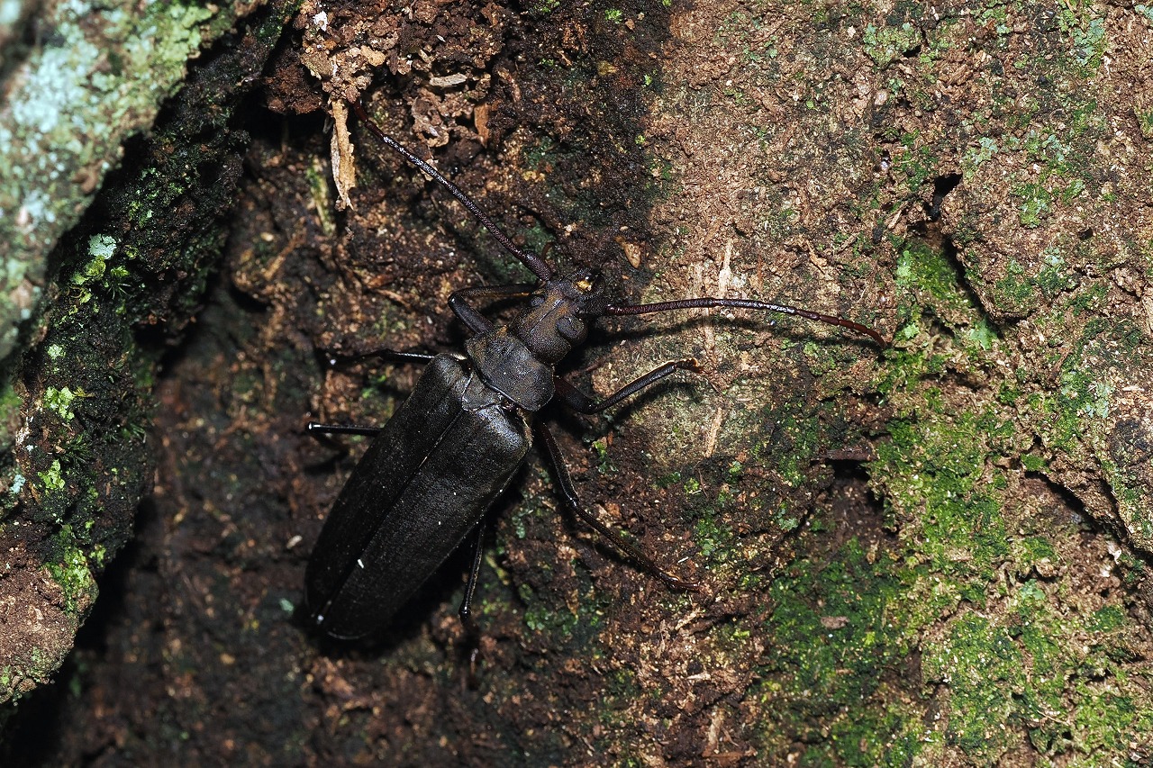 今年初めて見つけた虫たち 3