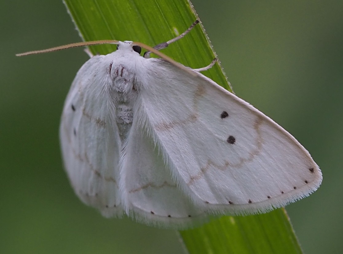 フタテンシロカギバ