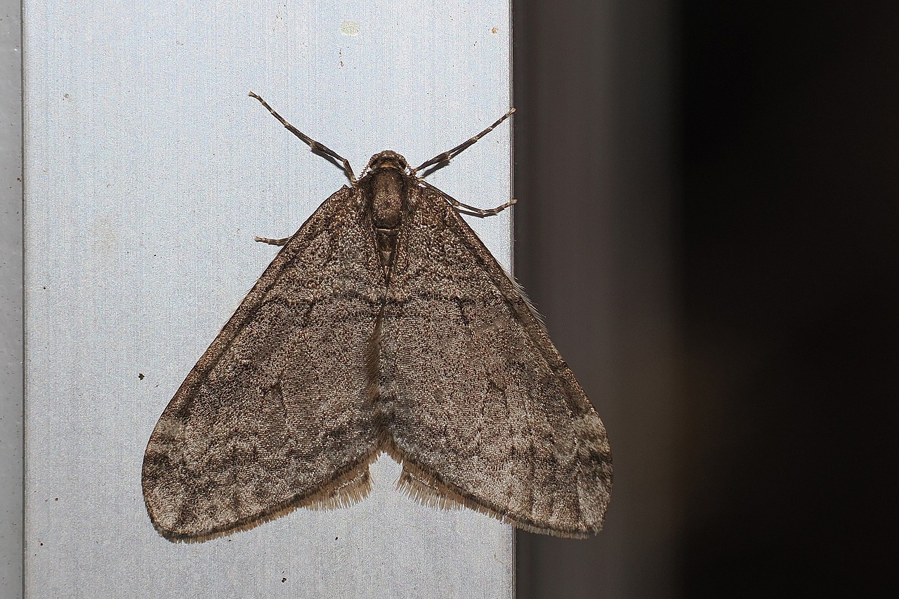 クロオビフユナミシャク