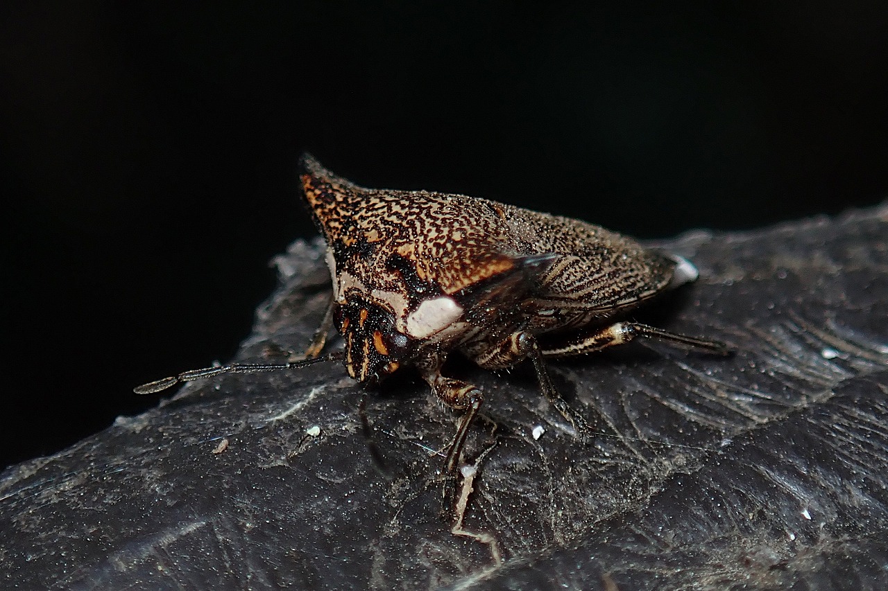 かっこいいカメムシ