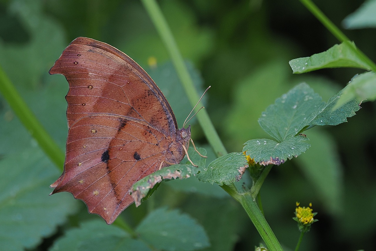 クロコノマチョウ
