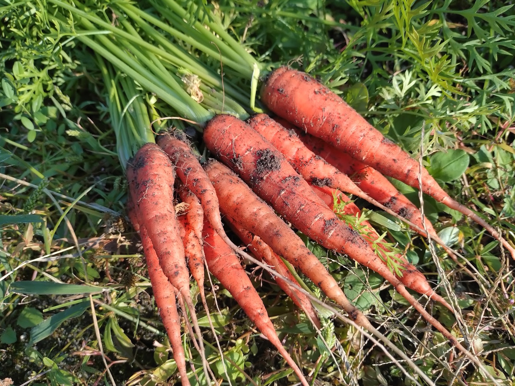 農薬不使用のにんじん販売スタートしました｜無農薬玉ねぎの淡路島もぐもぐファーム