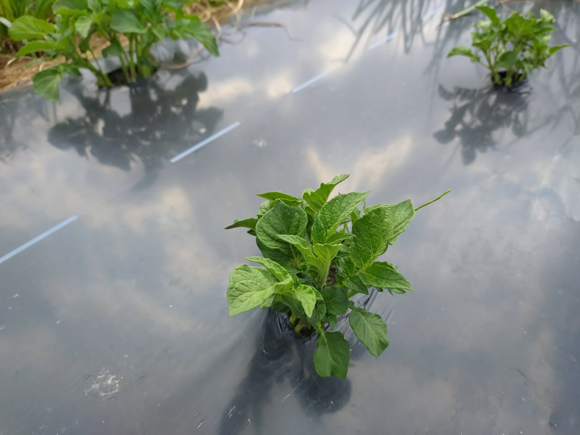 じゃがいもの芽が出た〜🌱｜無農薬玉ねぎの淡路島もぐもぐファーム