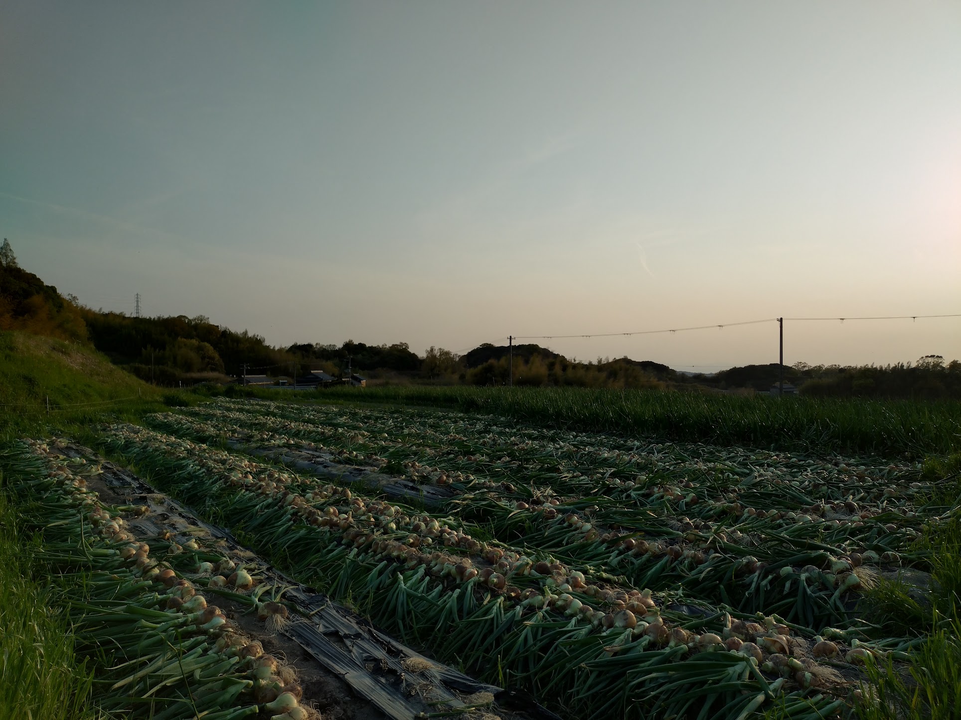 新玉ねぎ抜き抜き、えっさほいさ｜無農薬玉ねぎの淡路島もぐもぐファーム