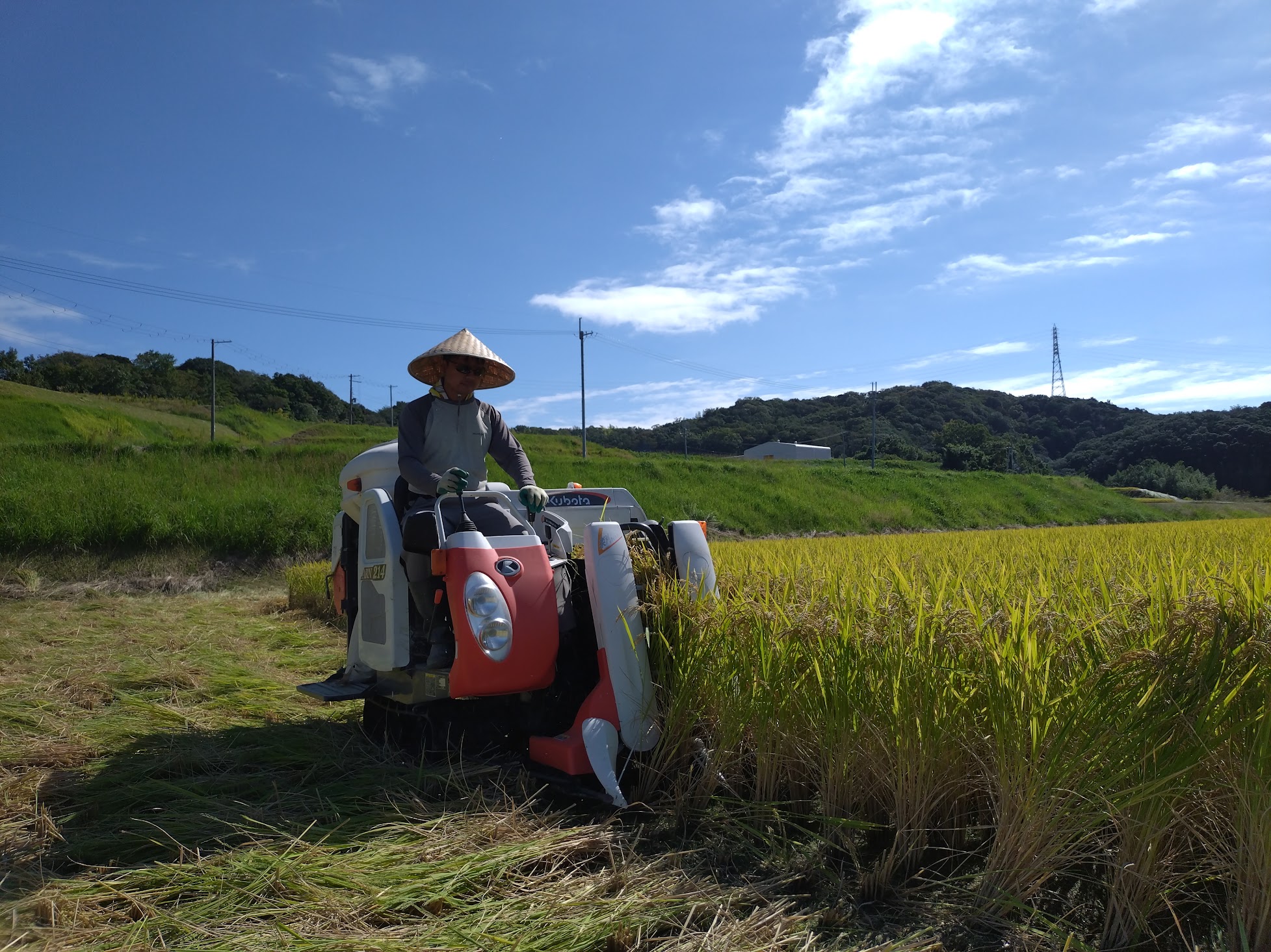 お米の稲刈りが終わりました🌾｜無農薬玉ねぎの淡路島もぐもぐファーム