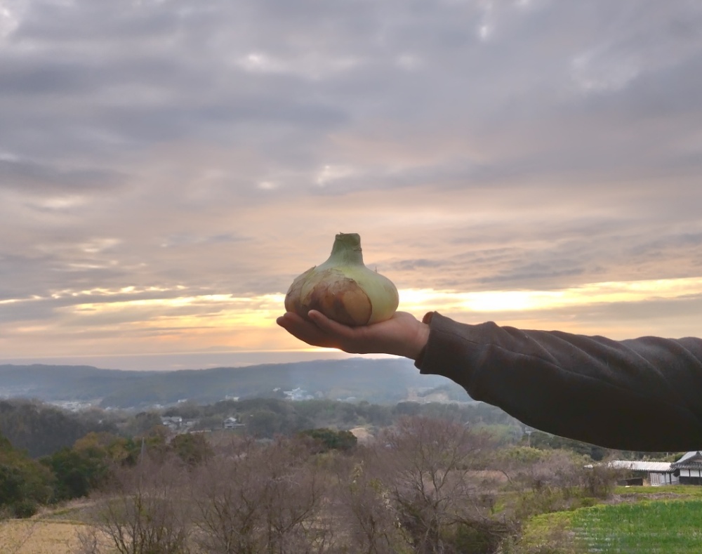 夕陽キャッチ🧅｜無農薬玉ねぎの淡路島もぐもぐファーム