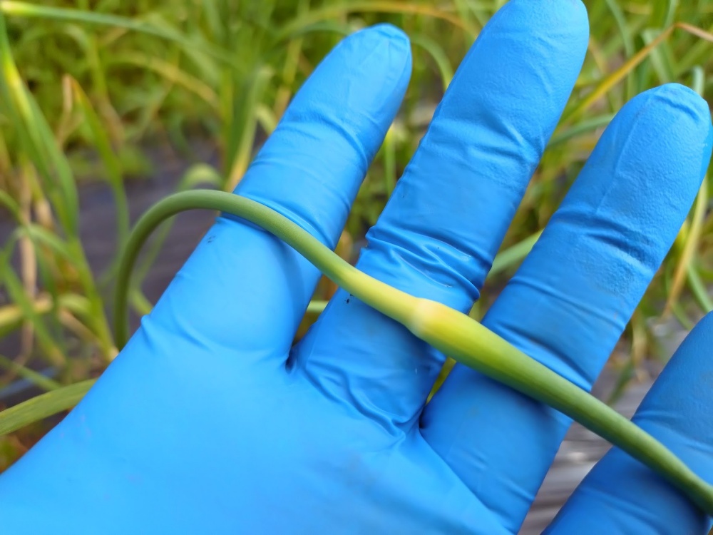 ニンニクの芽🌱｜無農薬玉ねぎの淡路島もぐもぐファーム