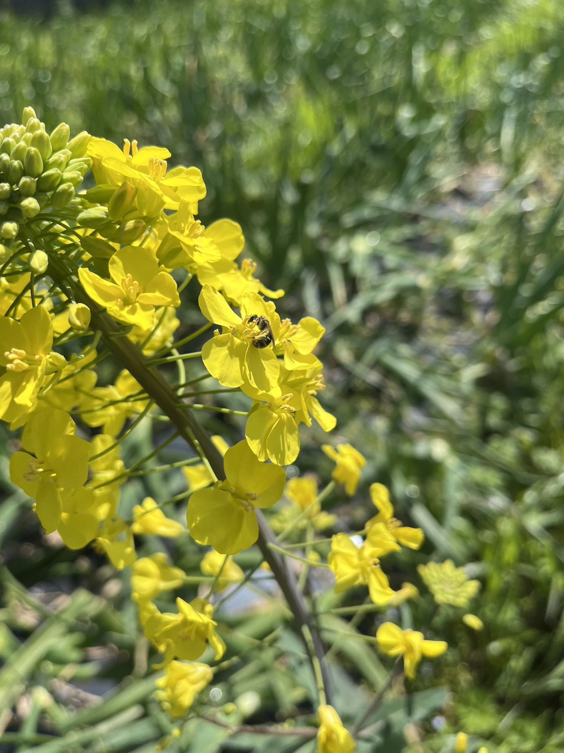 畑で採れた花々🌸｜無農薬玉ねぎの淡路島もぐもぐファーム