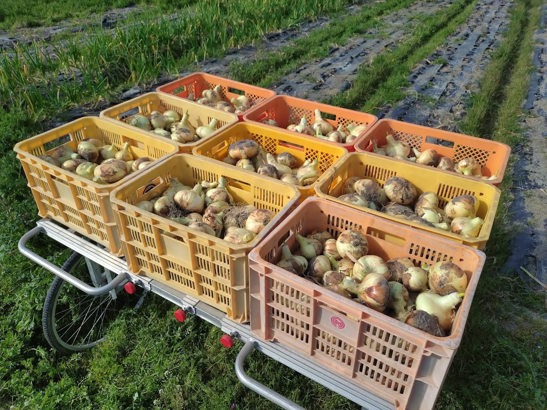 収穫ラッシュ🧅｜無農薬玉ねぎの淡路島もぐもぐファーム