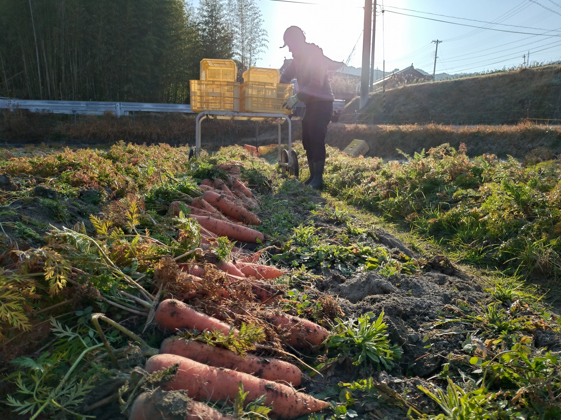 にんじん完売を目指して｜無農薬玉ねぎの淡路島もぐもぐファーム