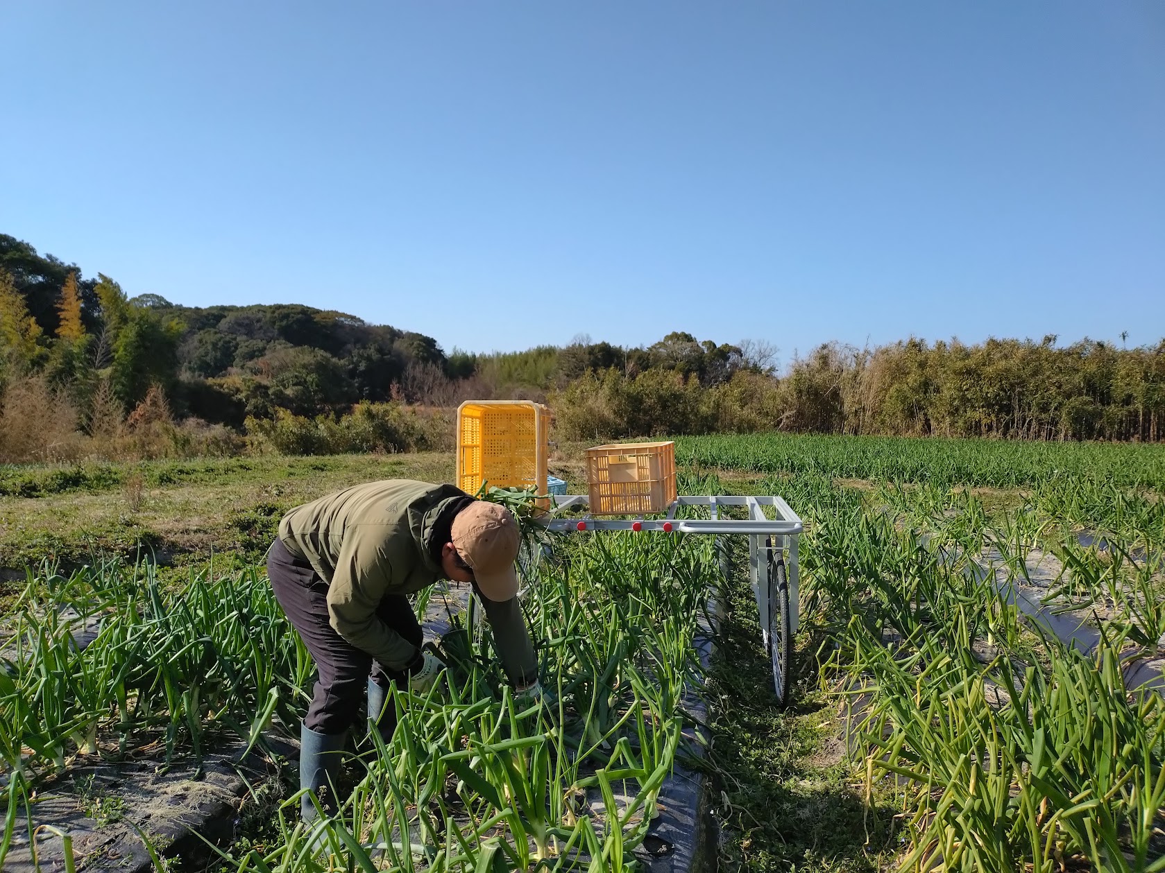 新商品好調！お天気よく畑日和の淡路島｜無農薬玉ねぎの淡路島もぐもぐファーム