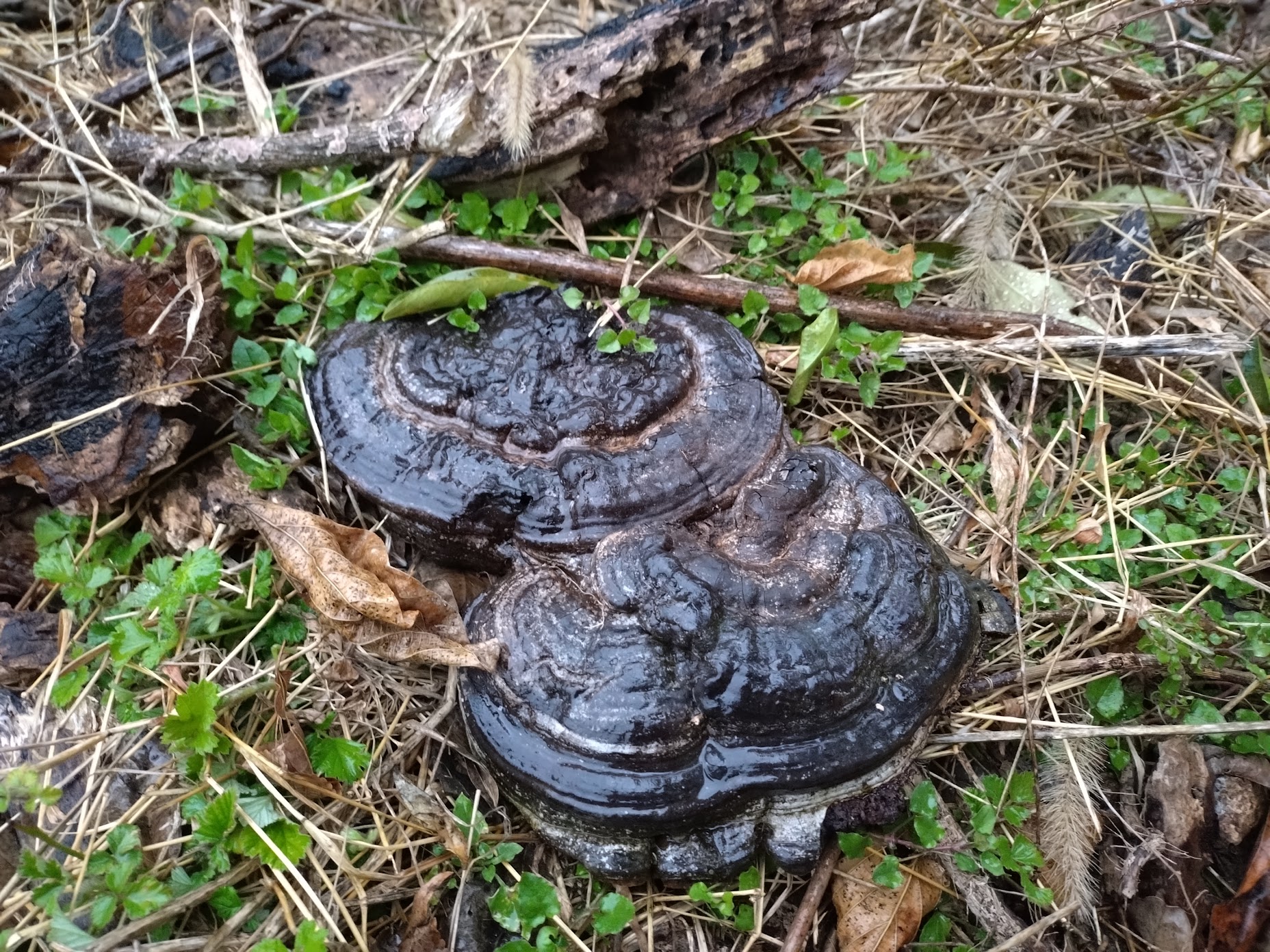 果樹園に黒霊芝！？｜無農薬玉ねぎの淡路島もぐもぐファーム