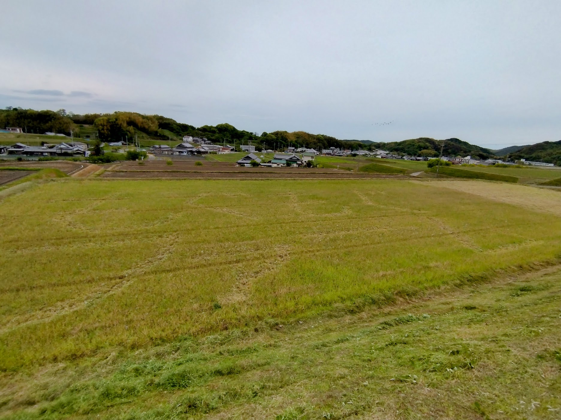 草刈り田んぼアート｜無農薬玉ねぎの淡路島もぐもぐファーム