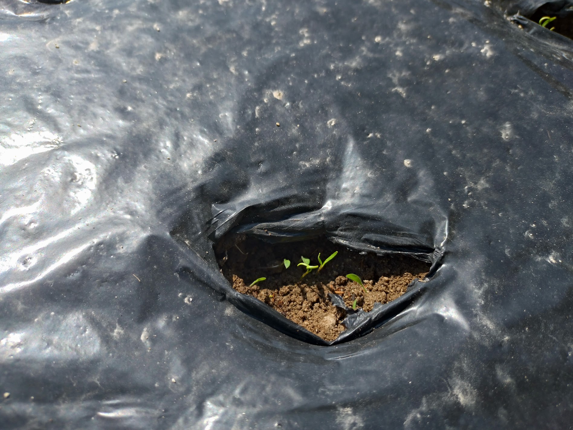 にんじん発芽しました🌱｜無農薬玉ねぎの淡路島もぐもぐファーム