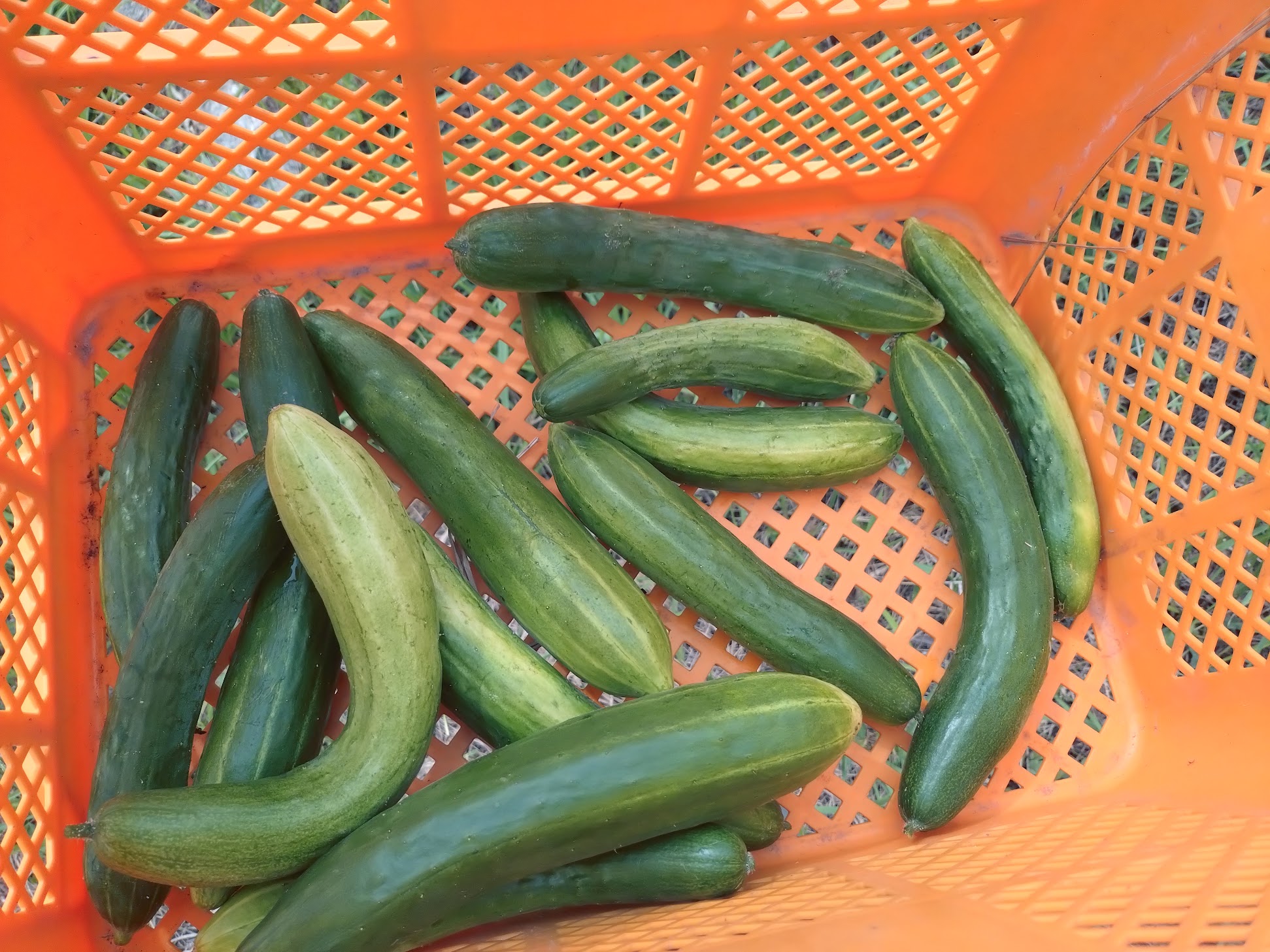 夏のダイジェスト Part2🧅🥒｜無農薬玉ねぎの淡路島もぐもぐファーム