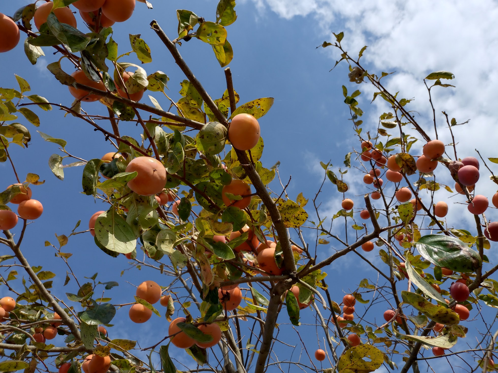 甘柿いただきました｜無農薬玉ねぎの淡路島もぐもぐファーム