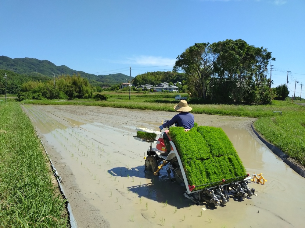 田植え完了です🌾⚽️|無農薬玉ねぎの淡路島もぐもぐファーム