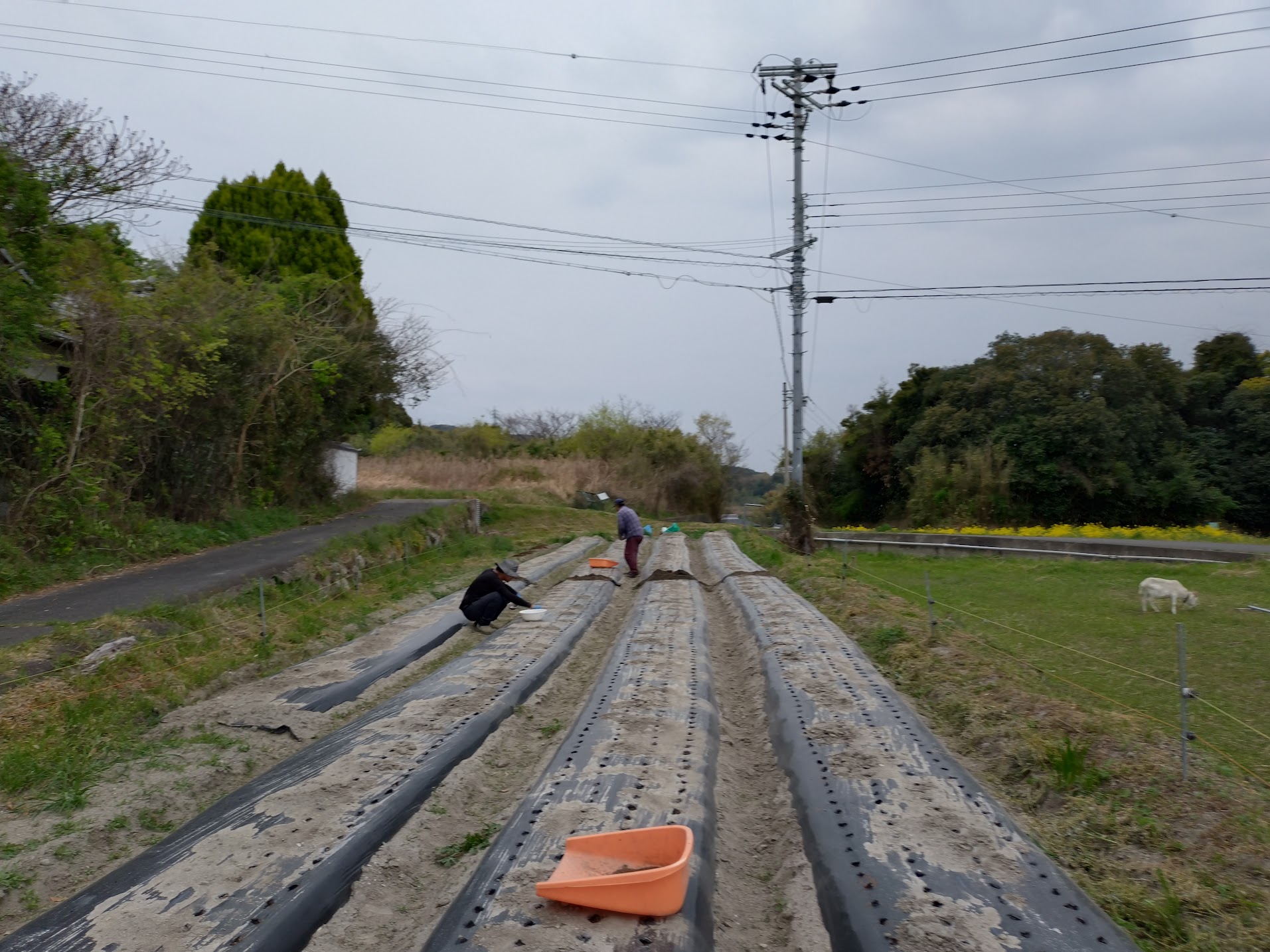 雨がばっちぐーで降ってきた☔️｜無農薬玉ねぎの淡路島もぐもぐファーム