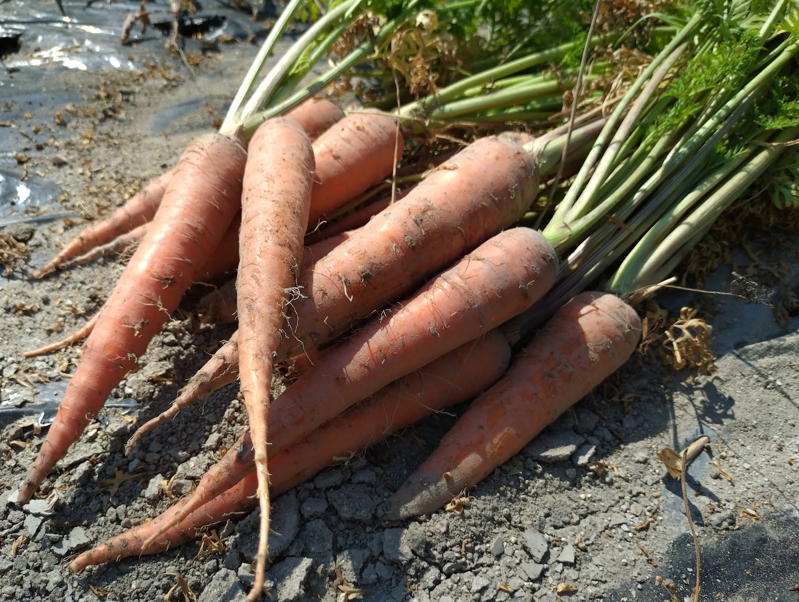 にんじん出荷中🥕｜無農薬玉ねぎの淡路島もぐもぐファーム