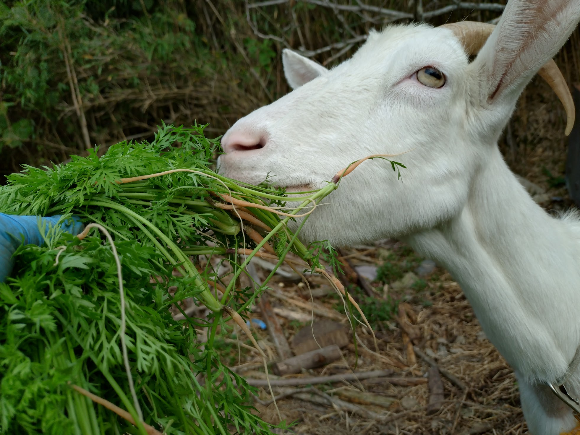 にんじんの間引き完了｜無農薬玉ねぎの淡路島もぐもぐファーム