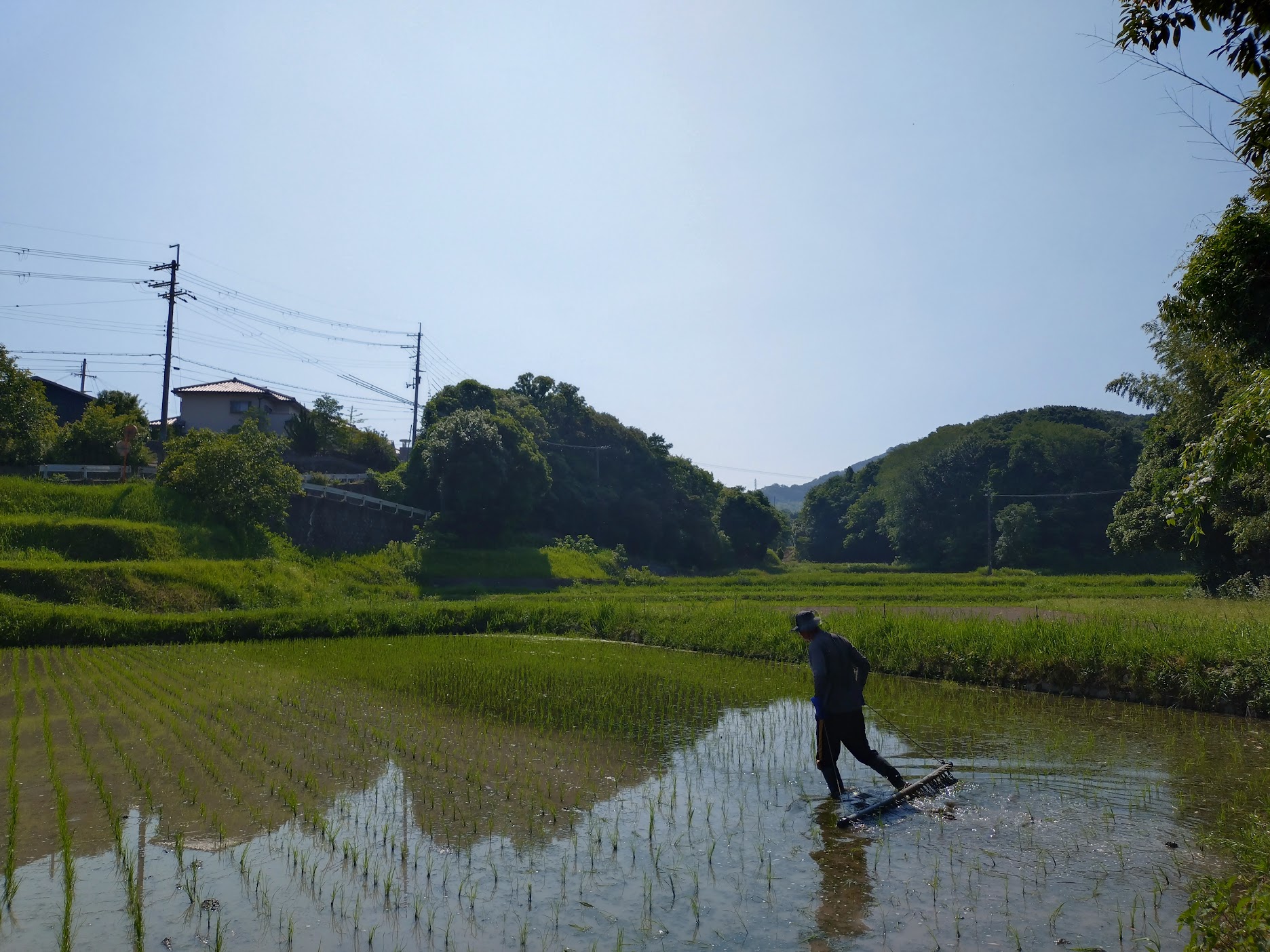田植え完了！除草スタート💦｜無農薬玉ねぎの淡路島もぐもぐファーム