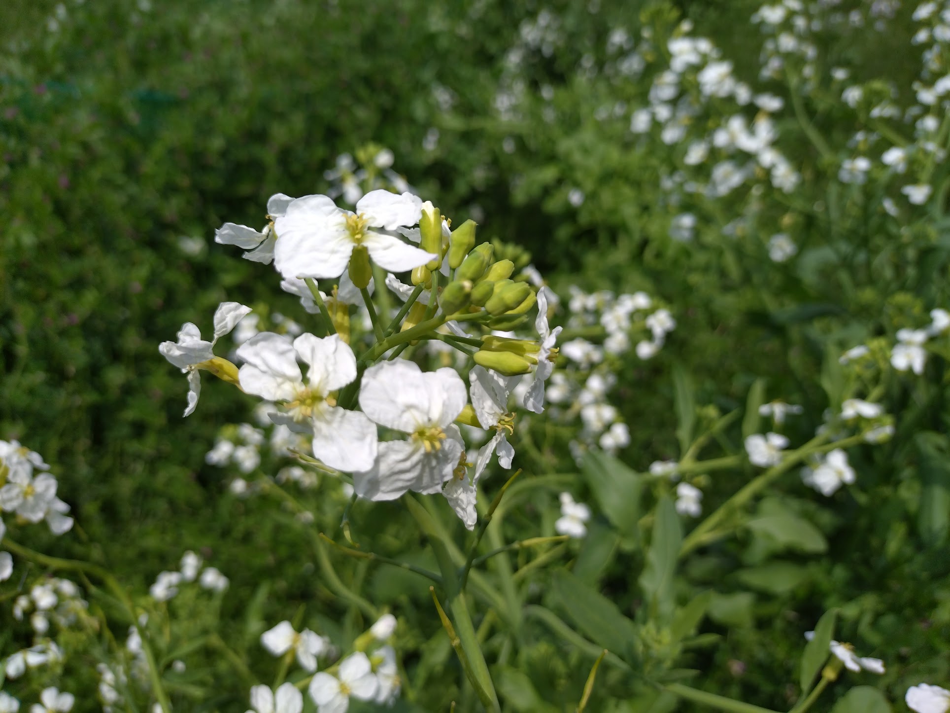 大根の花が咲いた｜無農薬玉ねぎの淡路島もぐもぐファーム