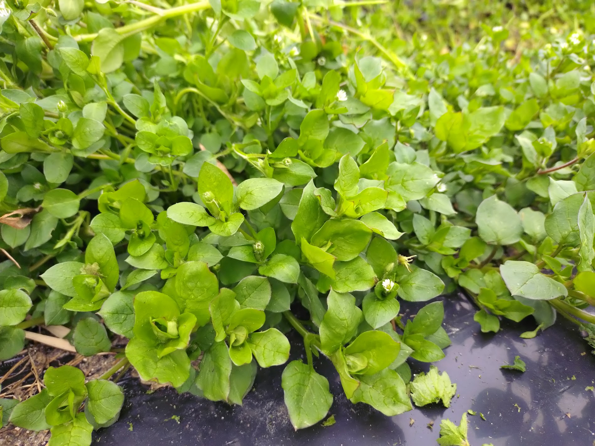 美味しいぞ！はこべら（繁縷）｜無農薬玉ねぎの淡路島もぐもぐファーム