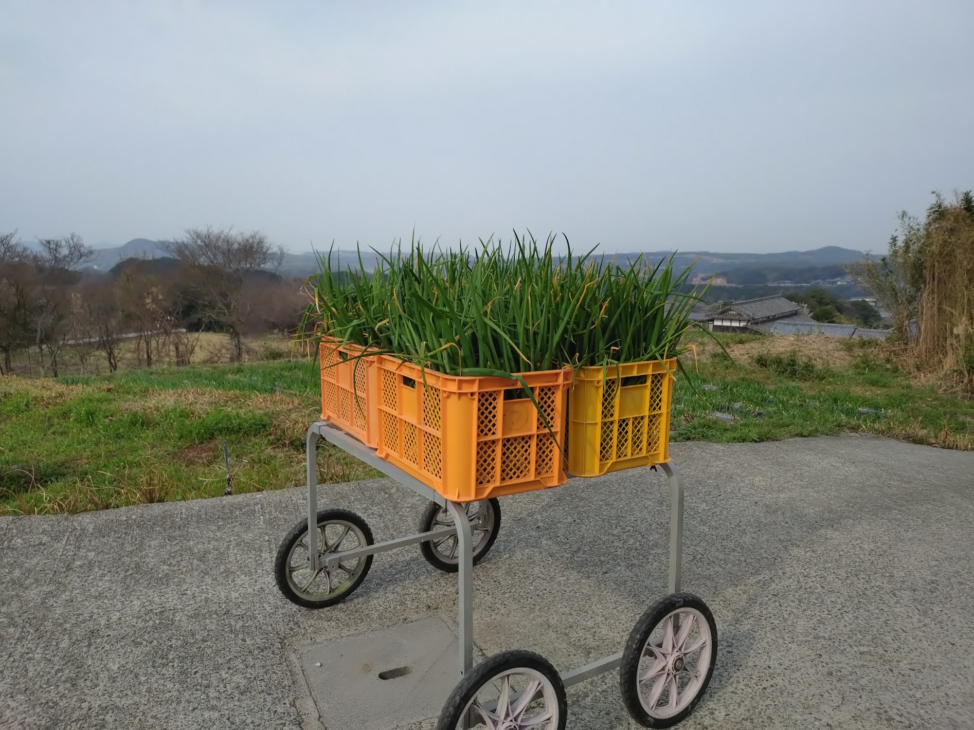 葉玉ねぎ出荷が最終盤です｜無農薬玉ねぎの淡路島もぐもぐファーム