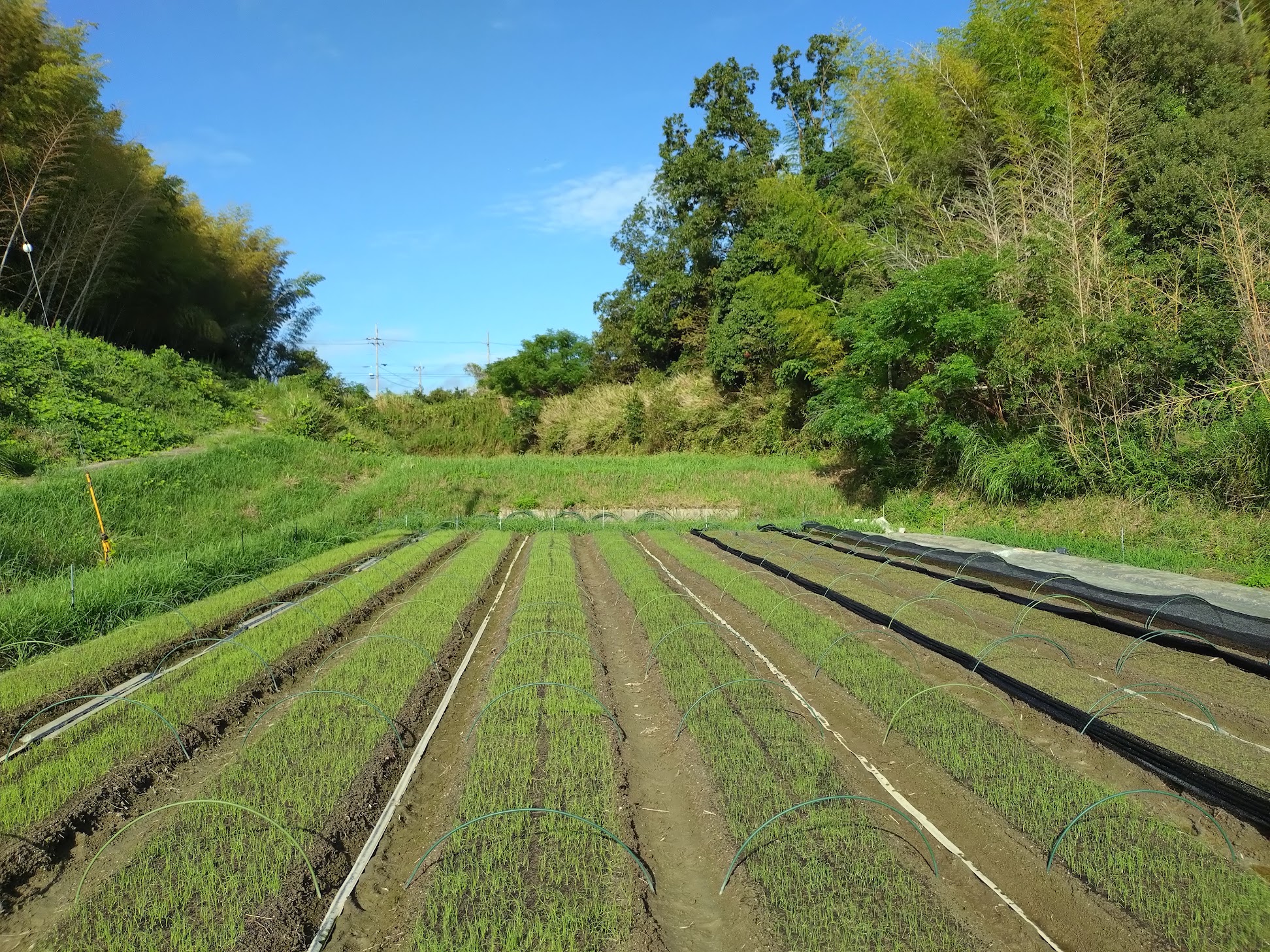 玉ねぎ苗はすくすくと🌱|無農薬玉ねぎの淡路島もぐもぐファーム