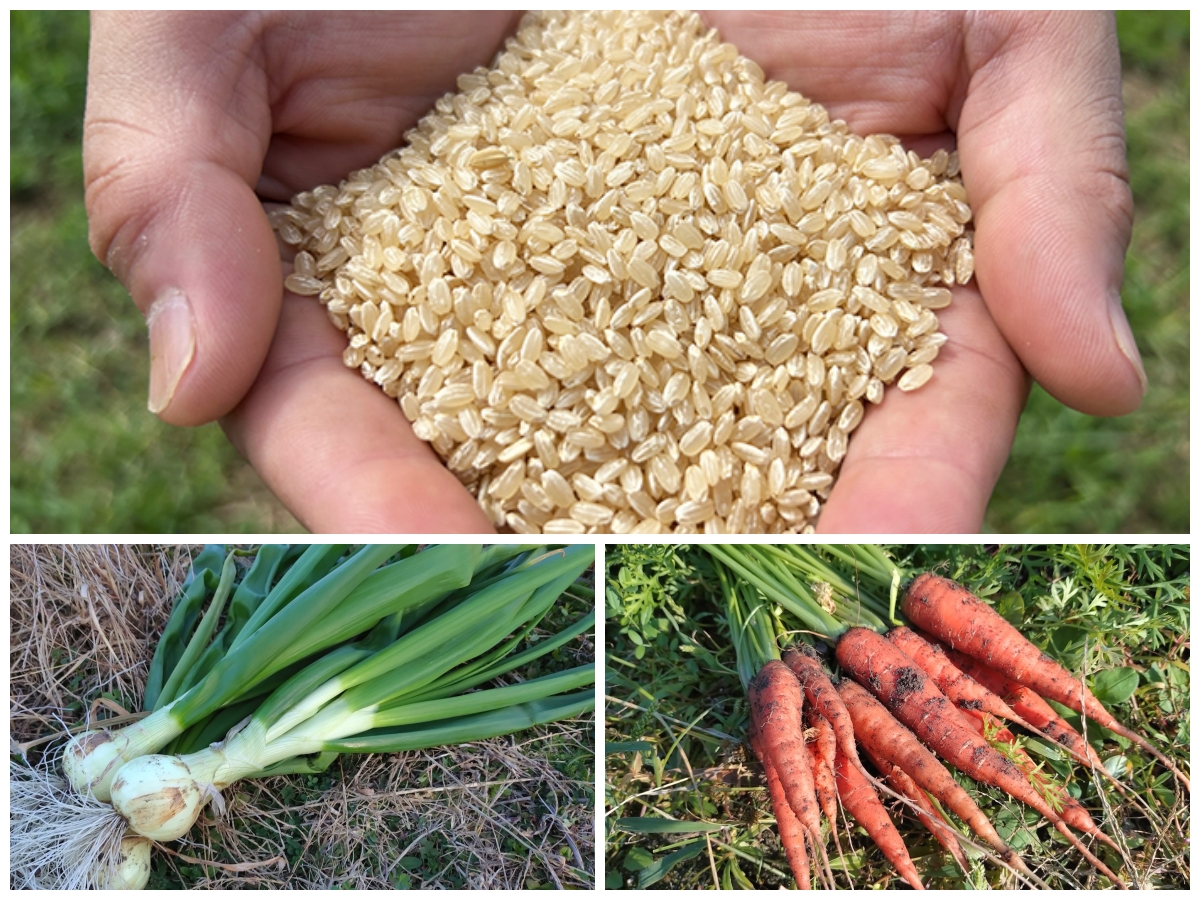 お野菜セット販売スタート｜無農薬玉ねぎの淡路島もぐもぐファーム