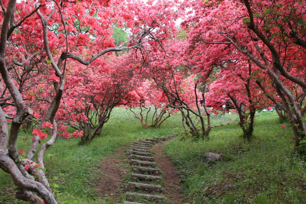 風呂山公園の山つつじ