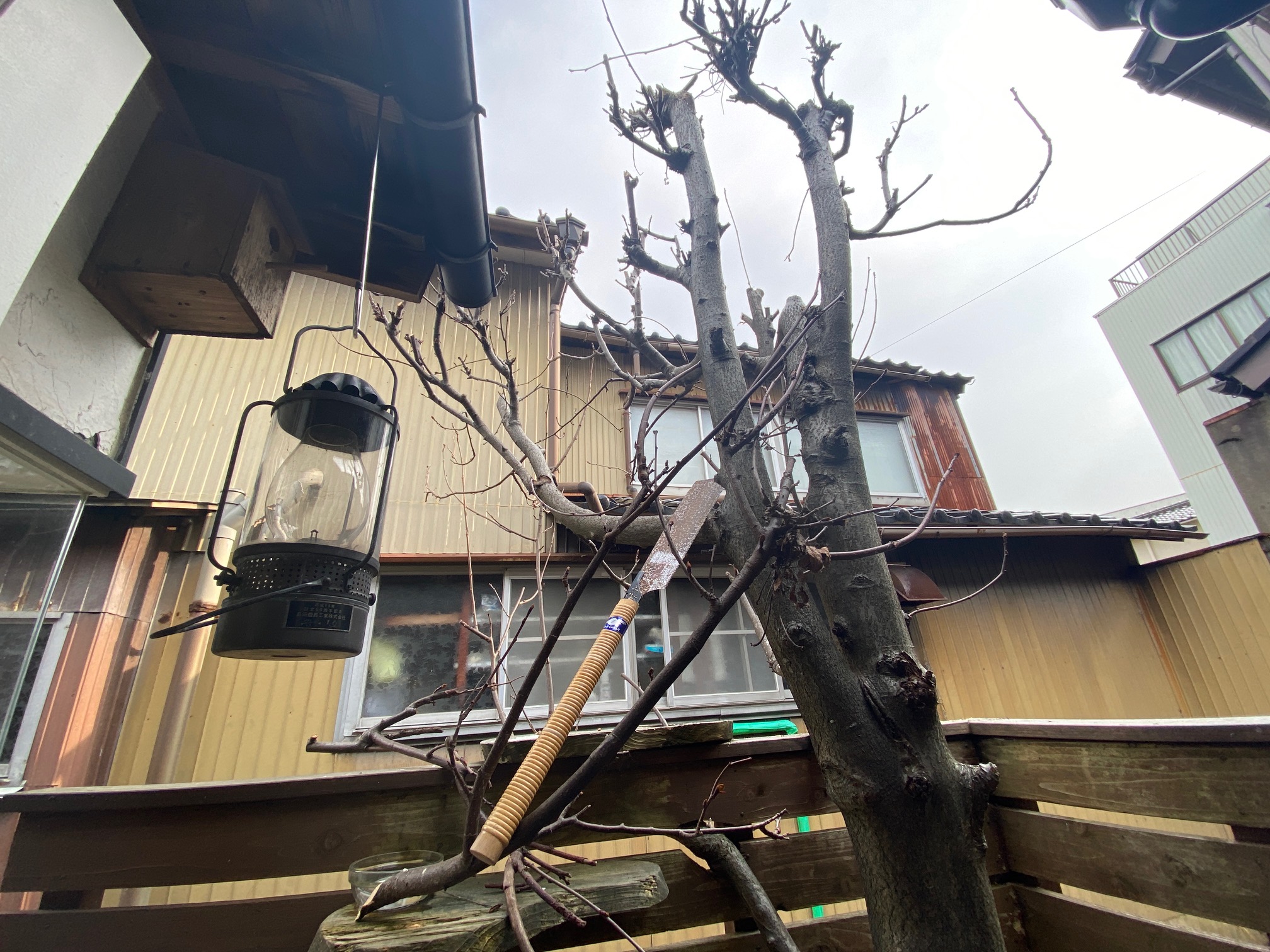 663/1095 ＊俄か植木屋（1月19日）