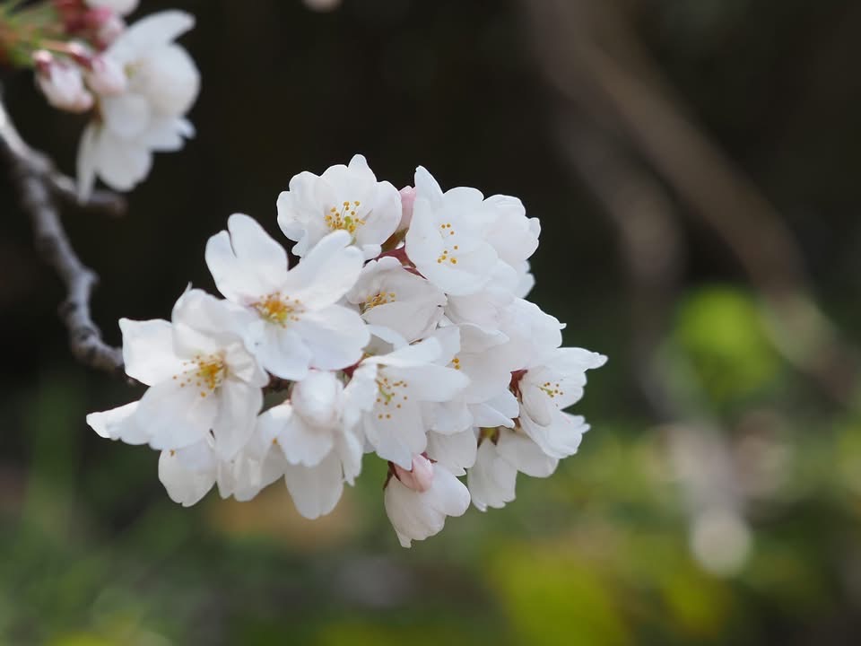 374/1095 ＊梅は咲いたか 桜はまだか４（4月5日）