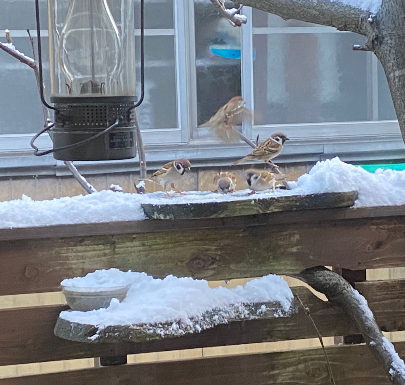 665/1095 ＊雀のマナー（1月21日）