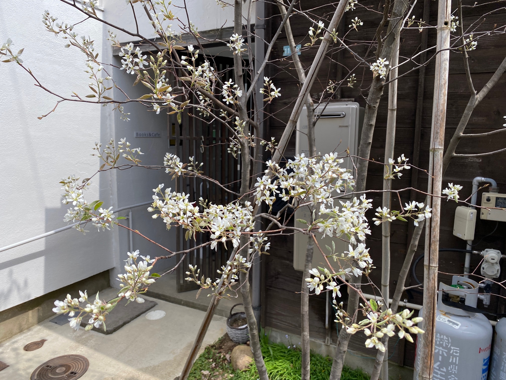 378/1095 ＊梅は咲いたか、桜はまだか６（4月9日）